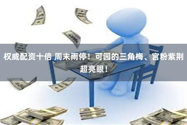 权威配资十倍 周末雨停！可园的三角梅、宫粉紫荆超亮眼！